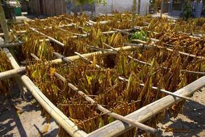 Drying traditional tobacco leaves with Hanging in a field, Indonesia. High quality dry cut tobacco big leaf. photo