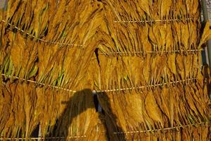 Drying traditional tobacco leaves with Hanging in a field, Indonesia. High quality dry cut tobacco big leaf. photo