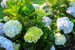 blue, Hydrangea flower Hydrangea macrophylla blooming in spring and summer in a garden. Hydrangea macrophylla - Beautiful bush of hortensia flowers photo