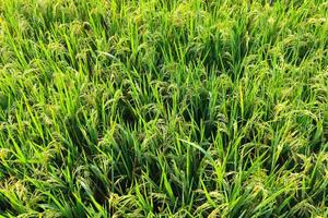 cierra el campo de arroz y la puesta de sol. campo de arroz de fondo foto