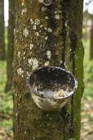 natural Milky latex extracted from rubber trees plantation as a source of natural rubber in field photo