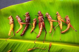 fried grasshopper or belalang goreng is traditional food from southeast asia, served with sambal, onion, garlic, chili on wood background photo