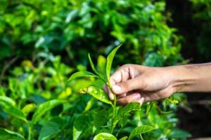 cerrar el dedo de la mano de las mujeres recogiendo hojas de té en una plantación de té para el producto, hojas de té frescas seleccionadas naturales en una granja de té en indonesia foto