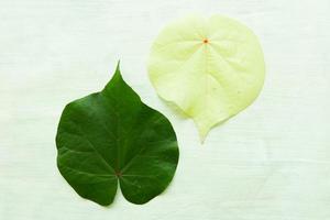 hibiscus tiliaceus leaf or waru varigata isolated on white background photo