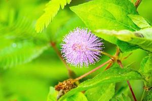 mimosa plant, sensitive plant or putri malu or sleepy plant Mimosa pudica on park flower of sensitive plan photo