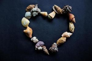sea shells, conch, scallop and mussel with circle shape isolated on black background. photo