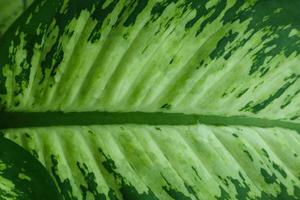 close up Dieffenbachia Dumb leaf plant photo