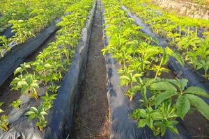 Porang field or Amorphophallus muelleri Blume also known as porang, iles-iles, elephant foot, sweet yam, konjac, suweg, walur, in asia photo