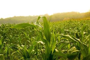 Beautiful morning sunrise over the corn field, indonesia photo