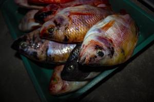 pescado a la parrilla tilapia del nilo a la parrilla de carbón pescado a la parrilla tilapia del nilo a la parrilla de carbón foto