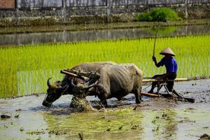Farmer plowing paddy field with pair oxen or buffalo in Indonesia photo