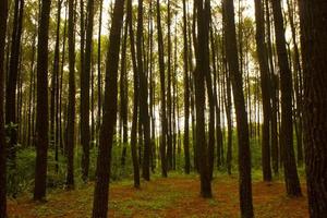 tiro de ángulo bajo de un bosque de pinos tranquilo en yogyakarta. pino hutan foto