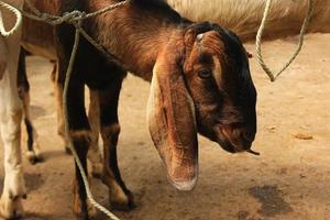 cerrar etawa cabra kambing etawa cabra javanesa en el mercado de animales tradicional, java indonesia foto