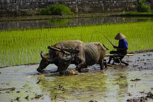 Farmer plowing paddy field with pair oxen or buffalo in Indonesia photo