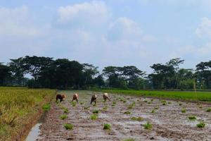 Farmers grow rice in field. They were soaked with water and mud to be prepared for planting photo