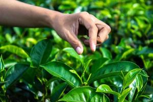 cerrar el dedo de la mano de las mujeres recogiendo hojas de té en una plantación de té para el producto, hojas de té frescas seleccionadas naturales en una granja de té en indonesia foto