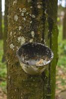 natural Milky latex extracted from rubber trees plantation as a source of natural rubber in field photo