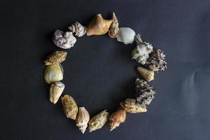 sea shells, conch, scallop and mussel with circle shape isolated on black background. photo