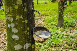 natural Milky latex extracted from rubber trees plantation as a source of natural rubber in field photo