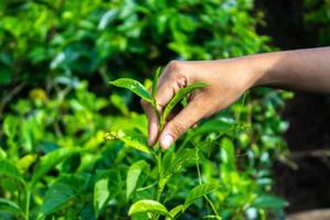 cerrar el dedo de la mano de las mujeres recogiendo hojas de té en una plantación de té para el producto, hojas de té frescas seleccionadas naturales en una granja de té en indonesia foto