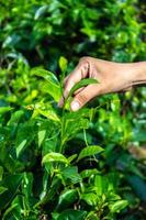 cerrar el dedo de la mano de las mujeres recogiendo hojas de té en una plantación de té para el producto, hojas de té frescas seleccionadas naturales en una granja de té en indonesia foto