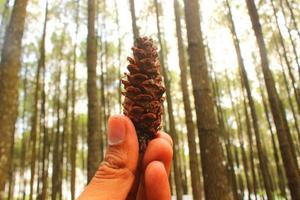cono de pino marrón, semilla de pino en el bosque de pinos foto