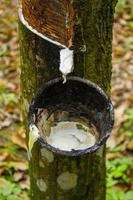 natural Milky latex extracted from rubber trees plantation as a source of natural rubber in field photo