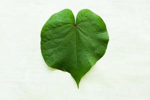 hibiscus tiliaceus leaf or waru varigata isolated on white background photo