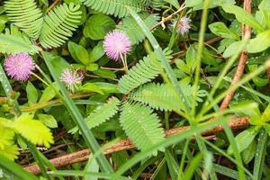 mimosa plant, sensitive plant or putri malu or sleepy plant Mimosa pudica on park flower of sensitive plan photo