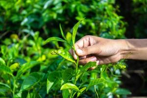 cerrar el dedo de la mano de las mujeres recogiendo hojas de té en una plantación de té para el producto, hojas de té frescas seleccionadas naturales en una granja de té en indonesia foto