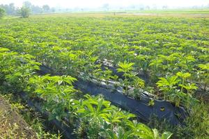 Porang field or Amorphophallus muelleri Blume also known as porang, iles-iles, elephant foot, sweet yam, konjac, suweg, walur, in asia photo