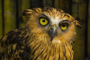 Photo of an Owl with big eye in photography, high resolution photo of owl cub.