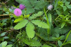 planta de mimosa, planta sensible o putri malu o planta soñolienta mimosa pudica en la flor del parque del plan sensible foto