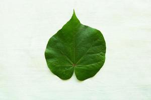 hibiscus tiliaceus leaf or waru varigata isolated on white background photo