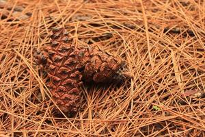 brown pine cone, pine seed on wood background photo