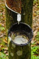 natural Milky latex extracted from rubber trees plantation as a source of natural rubber in field photo