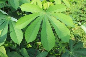 hojas de mandioca verde en el jardín foto