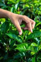 close up Women Hand finger picking up tea leaves at a tea plantation for product , Natural selected , Fresh tea leaves in tea farm in indonesia photo