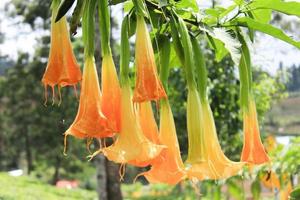 brugmansia amarilla o bunga terompet, trompeta de ángel o flor de datura en un jardín foto