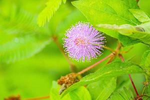 planta de mimosa, planta sensible o putri malu o planta soñolienta mimosa pudica en la flor del parque del plan sensible foto