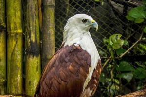 primer plano eagel, halcón o elang bondol, haliastur indus es una especie depredadora de la familia accipitridae. en el zoológico foto