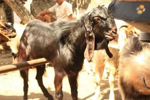cerrar etawa cabra kambing etawa cabra javanesa en el mercado de animales tradicional, java indonesia foto