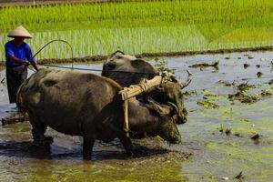 Farmer plowing paddy field with pair oxen or buffalo in Indonesia photo