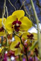 exotic flowers of the orchid moon Phalaenopsis amabilis bloom. also called puspa pesona, anggrek bulan photo
