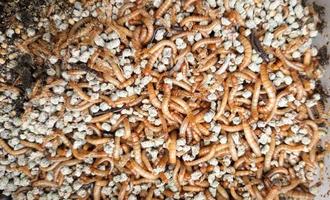 large group Mealworms larvae with selective focus photo