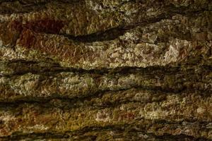 Pine tree bark texture close up. Background of plane tree bark, plane tree bark texture. pine forest photo