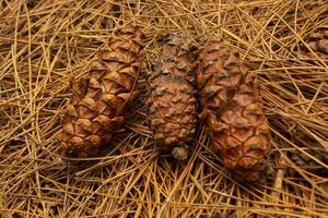 brown pine cone, pine seed on wood background photo
