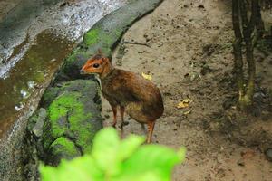 Little a mouse,deer chevrotain kancil en zoo foto