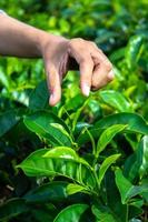 close up Women Hand finger picking up tea leaves at a tea plantation for product , Natural selected , Fresh tea leaves in tea farm in indonesia photo