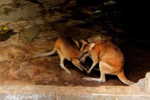 wallaby Macropus agilis is a small- or mid-sized macropod native to papua , Australia and New Guinea, photo